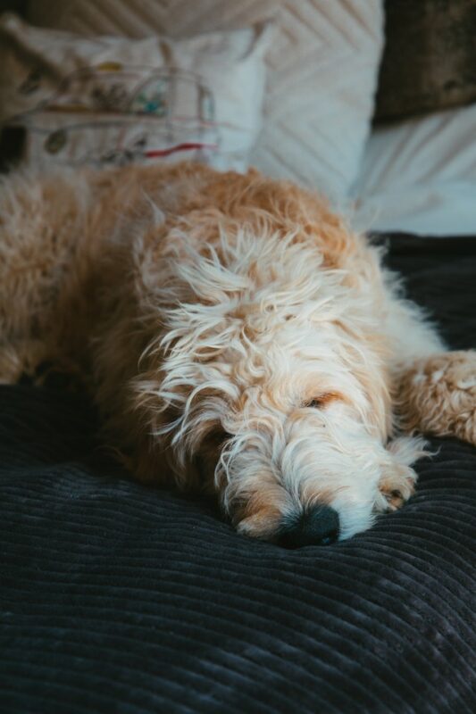 Dog Stress Bed - Helping Stressed Goldendoodle