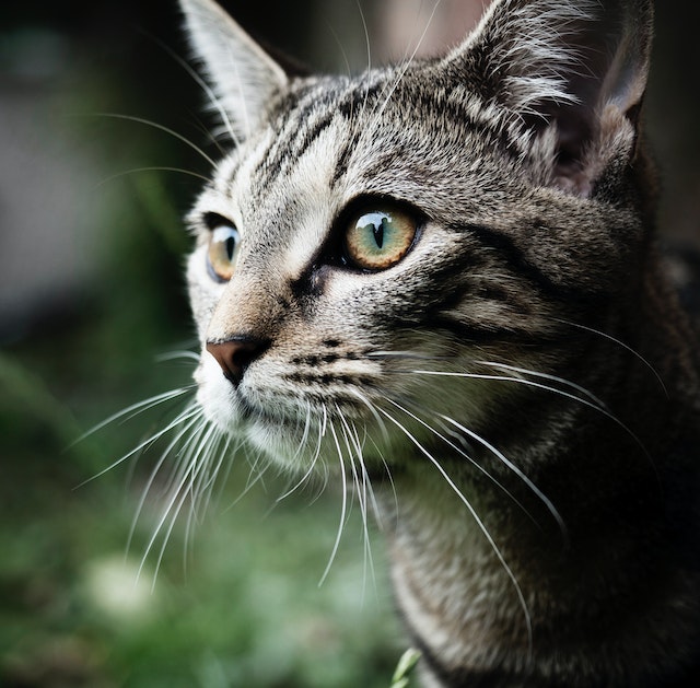 How long do tabby cats live?