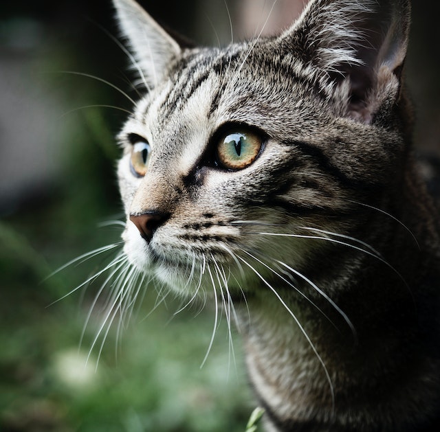 How Long Do Tabby Cats Live? - Pet Insurance Review