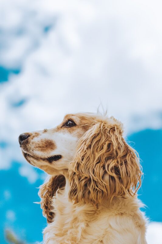 Cocker best sale spaniel anxiety