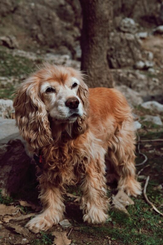 Cocker Spaniel Health Issues