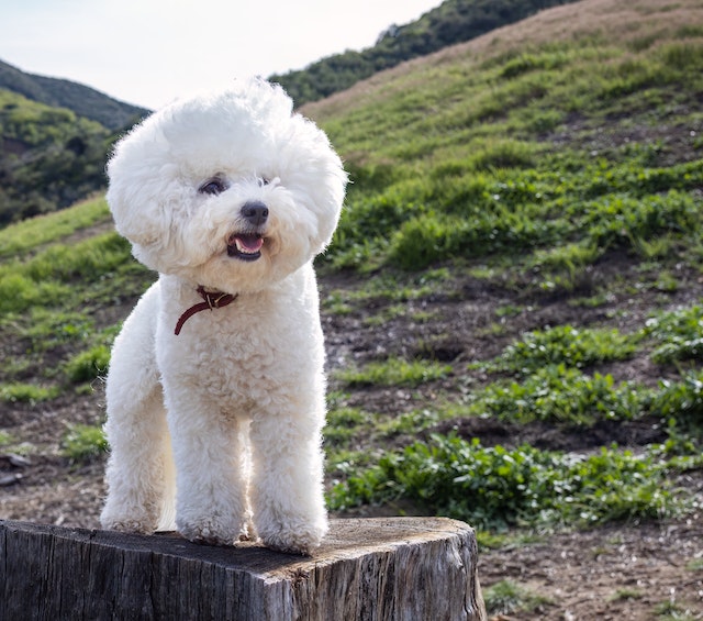 Bichon hot sale dog years