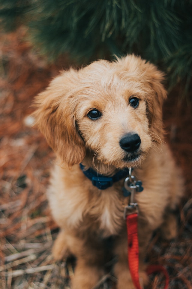 Goldendoodle separation hot sale anxiety