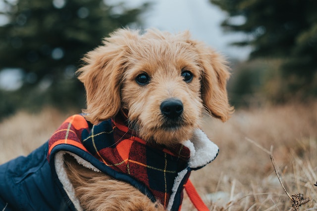 Mini goldendoodle breed profile