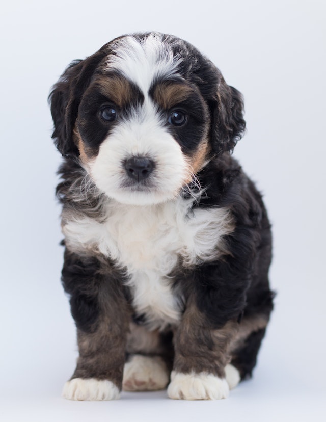 All About the Toy Australian Shepherd Dog Breed - Doodles Daily