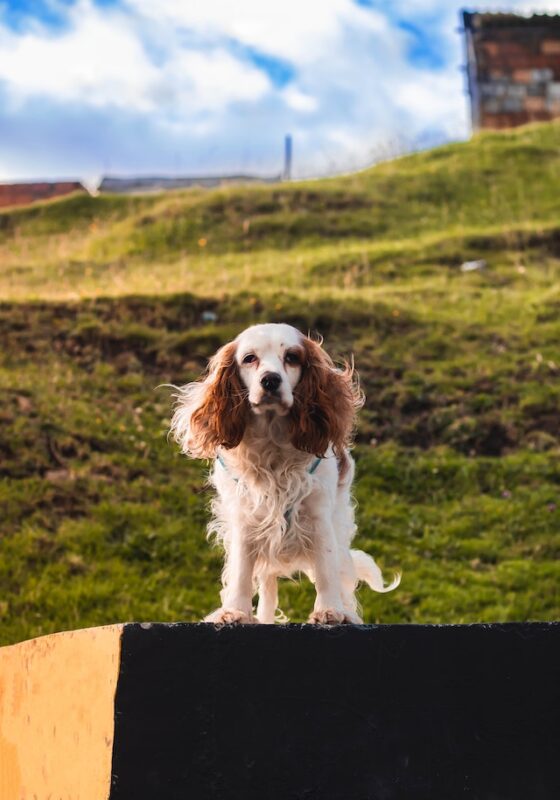 Cocker Spaniel Health Issues