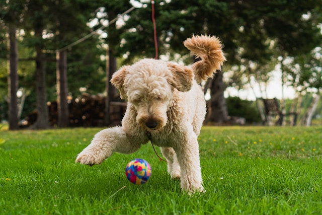 Goldendoodle health issues