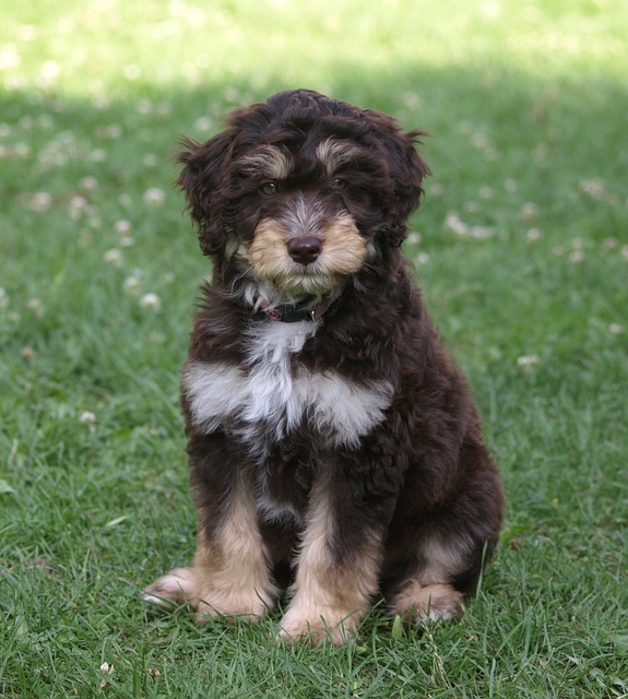 Aussie doodle best sale and labradoodle mix