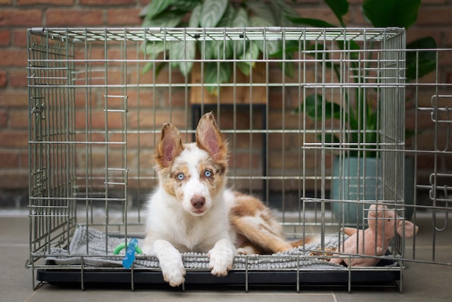crating a dog with separation anxiety