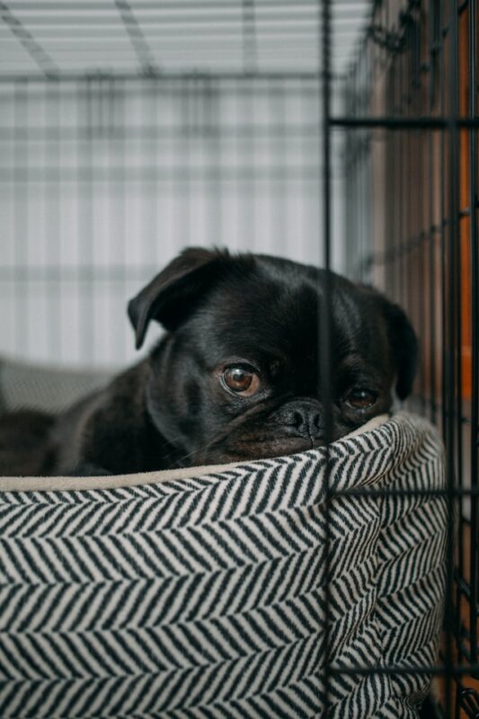 crate training a dog with separation anxiety