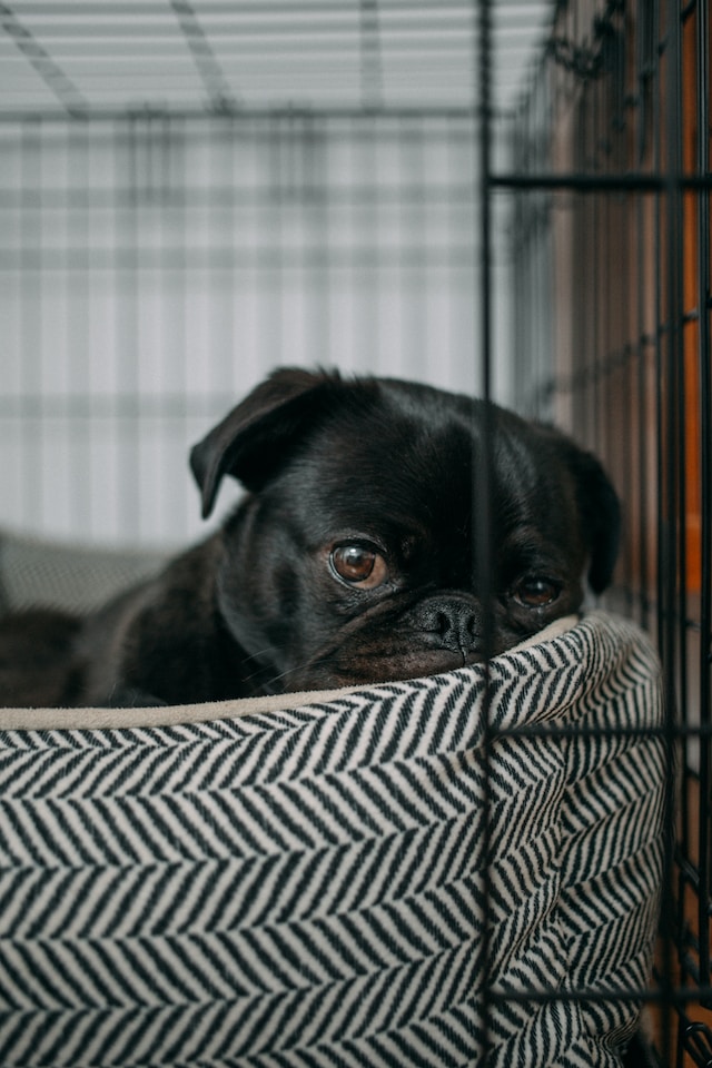 Crate training a dog with sales separation anxiety