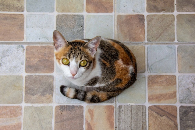 Calico cat health problems