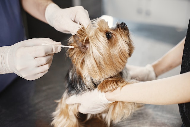 Do You Have to Pay Vet Bills Upfront?