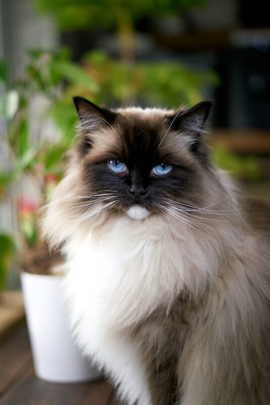 Ragdoll cat costs