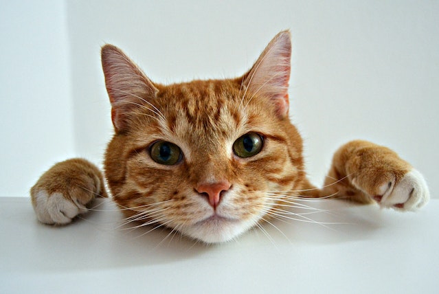 Orange tabby best sale cat photos