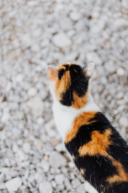 Calico cat health problems