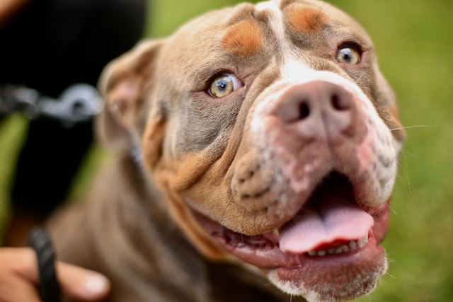 About Pit Bulls: Health Information