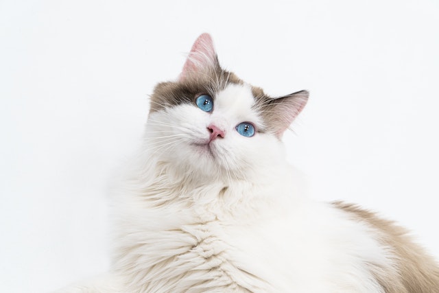 Ragdoll Cat Insurance and Health Advice