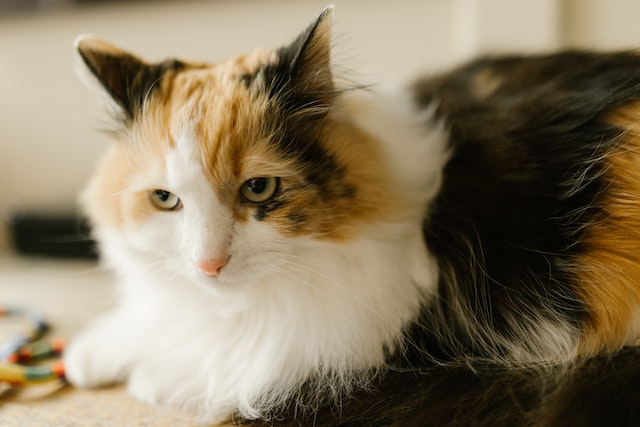 Calico cat sale lifespan