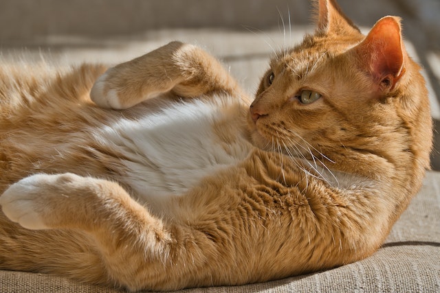 Orange tabby clearance cat images