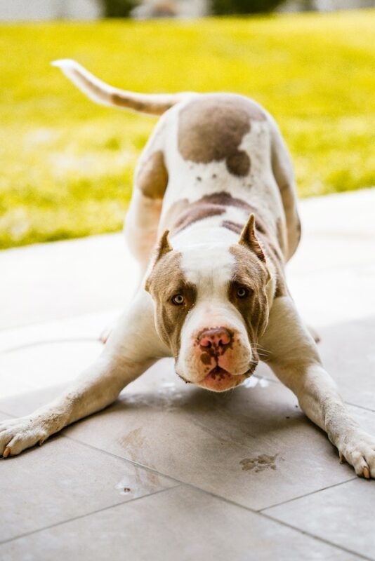 Common Pit Bull Health Issues and Why Pet Insurance is Necessary