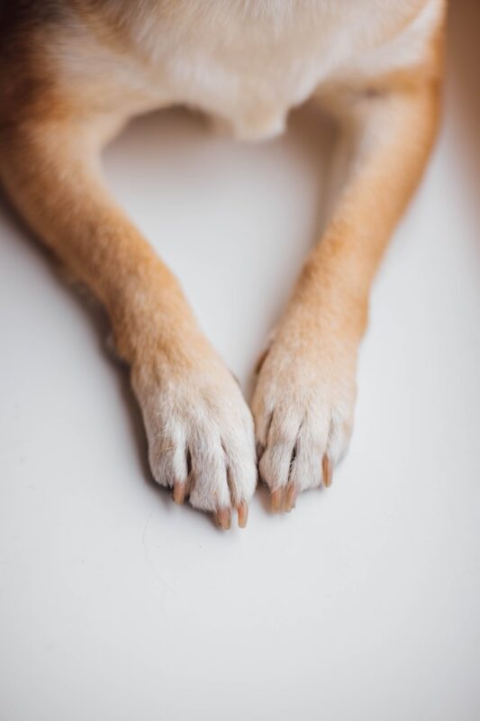 why do dogs bite their paws?