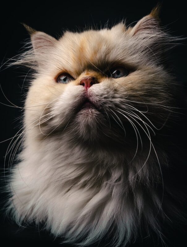 Real persian clearance cat price