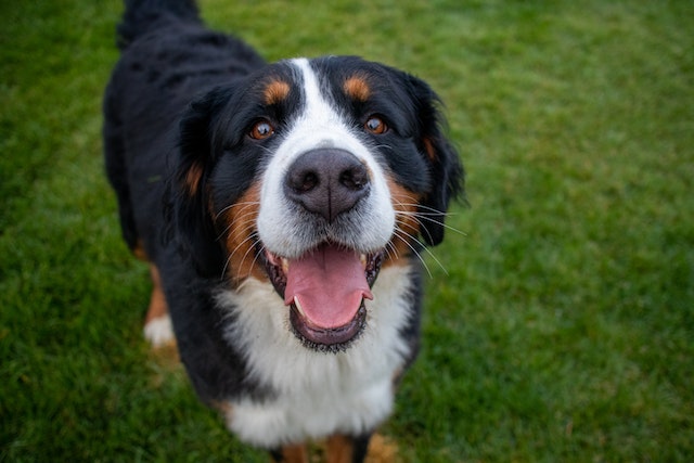 are bernese mountain dogs loyal