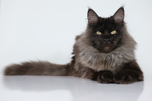 Cost of owning a Maine coon cat