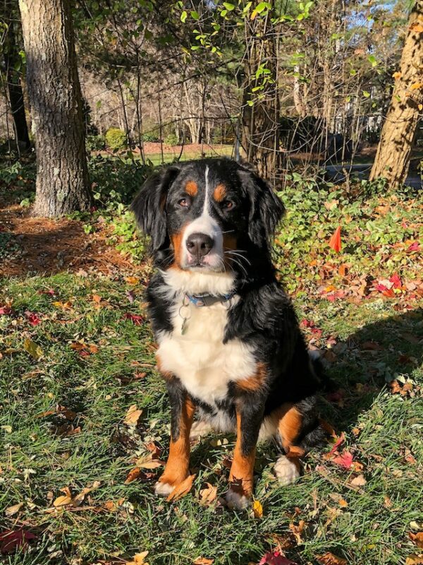 Bernese mountain dog and best sale pitbull mix