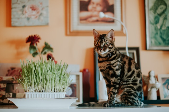 Bengal cat price 2023