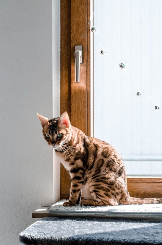 Bengal cat costs