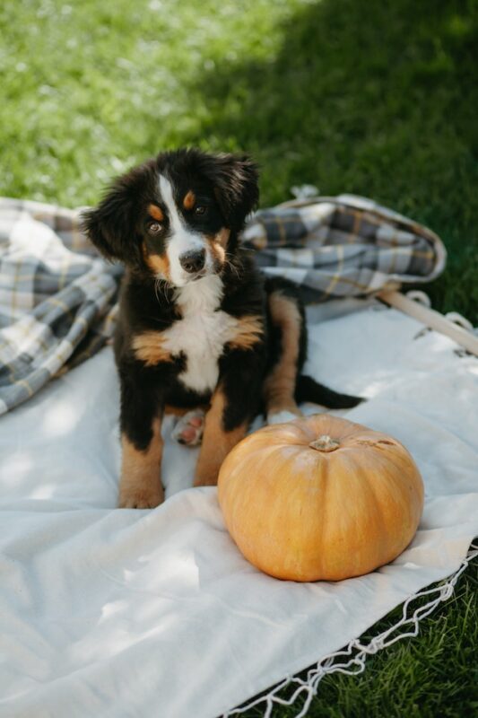 Bernese mountain best sale dogs cost