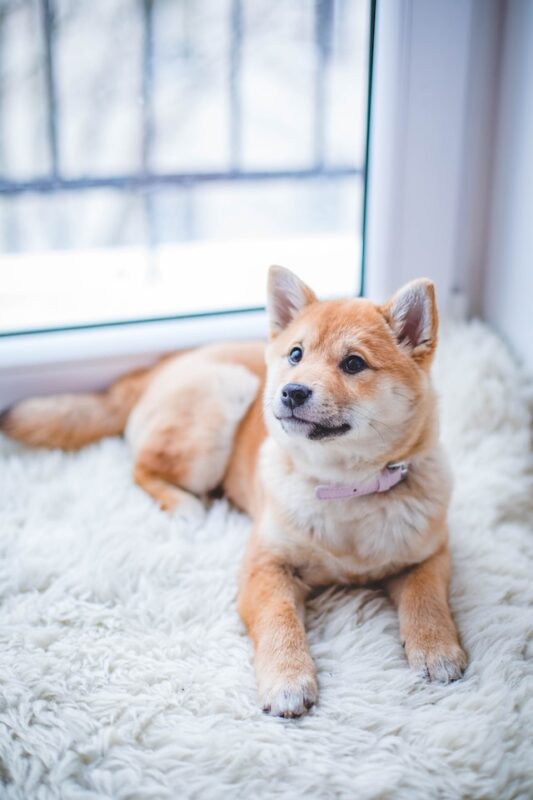 Can you get your store dog fixed while in heat