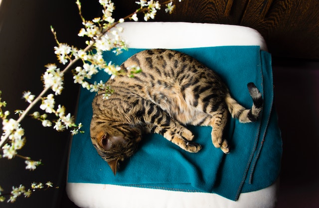 how much do bengal cats cost?