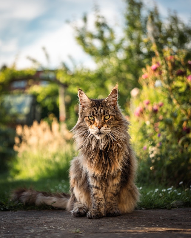 how much is a Maine coon cat?