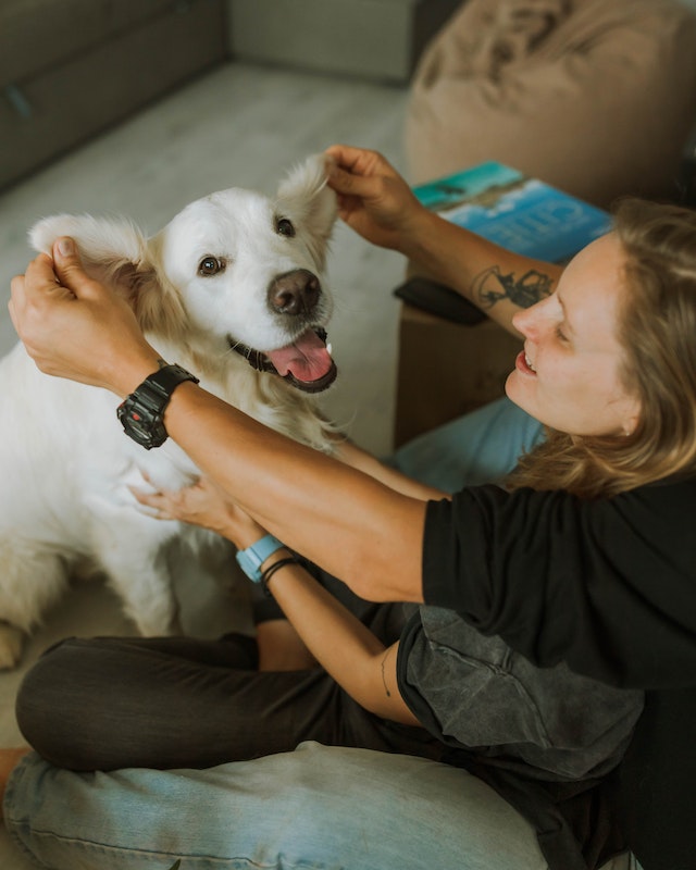 common causs of bada breath in dogs