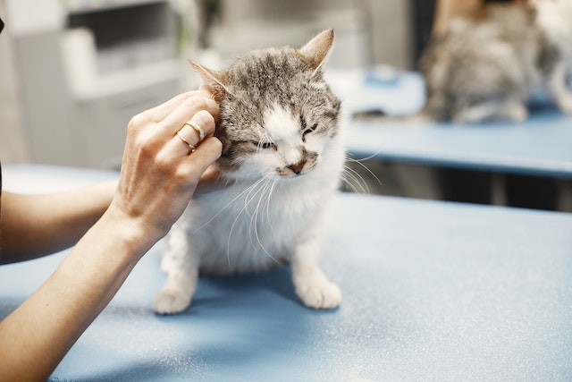 How to help your cat be calm at the vet