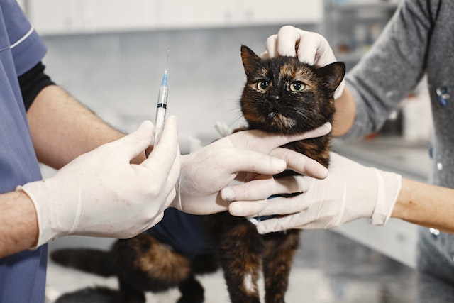 pet insurance that covers surgery