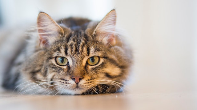 causes and signs of urinary blockages in cats