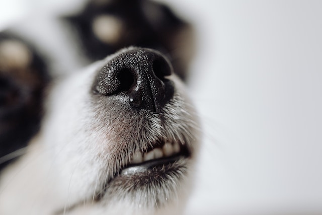 Nasal mites outlet treatment in dogs