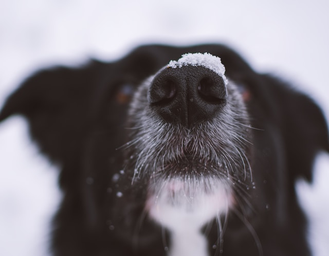 causes of runny noses in dogs