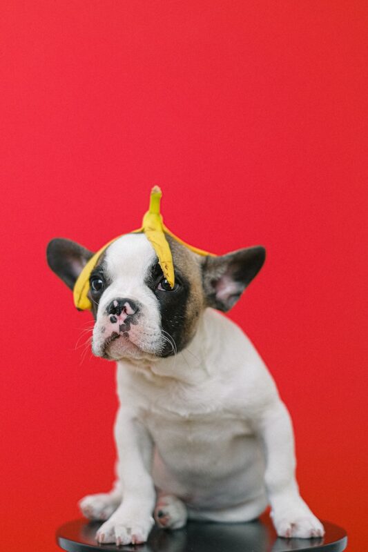 Can French Bulldogs Eat Bananas?