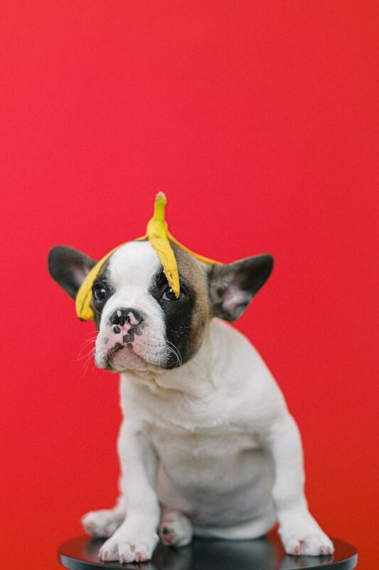 can french bulldog eat banana? 2