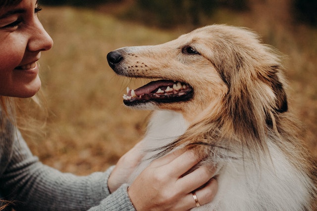 microchipping in dogs