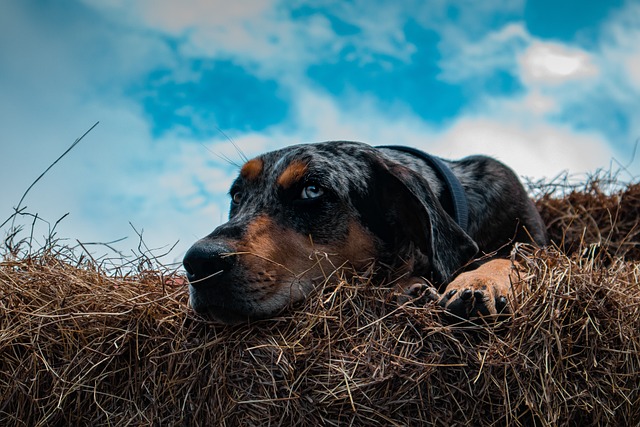 Catahoula leopard dog store health