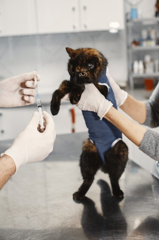 Does Cat Insurance Cover Vaccinations?