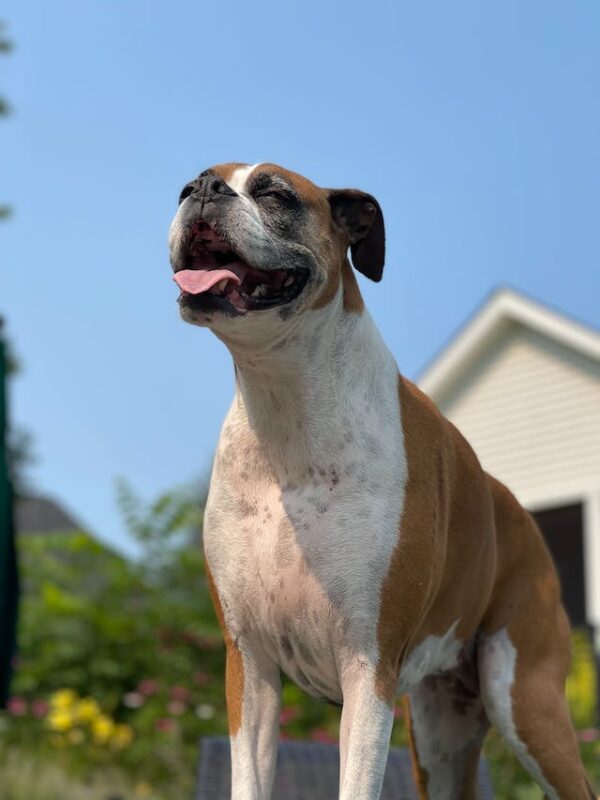 Boxer dog life expectancy