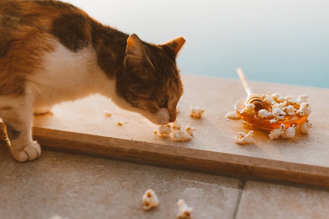 can cats eat popcorn?