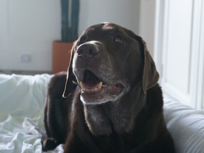 Natural Eye Health for Senior Pets